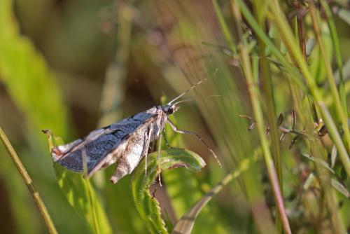 Réf. 284 660 : Aplocera plagiata